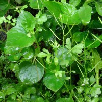 Cardamine hirsuta L.